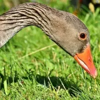 goose-control-blog-image